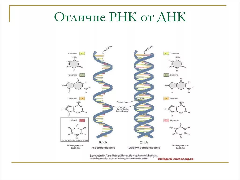 Днк и рнк общее. Схема строения ДНК И РНК. Различия в структуре ДНК И РНК. Схема структуры ДНК И РНК. Отличие ДНК от РНК строение.
