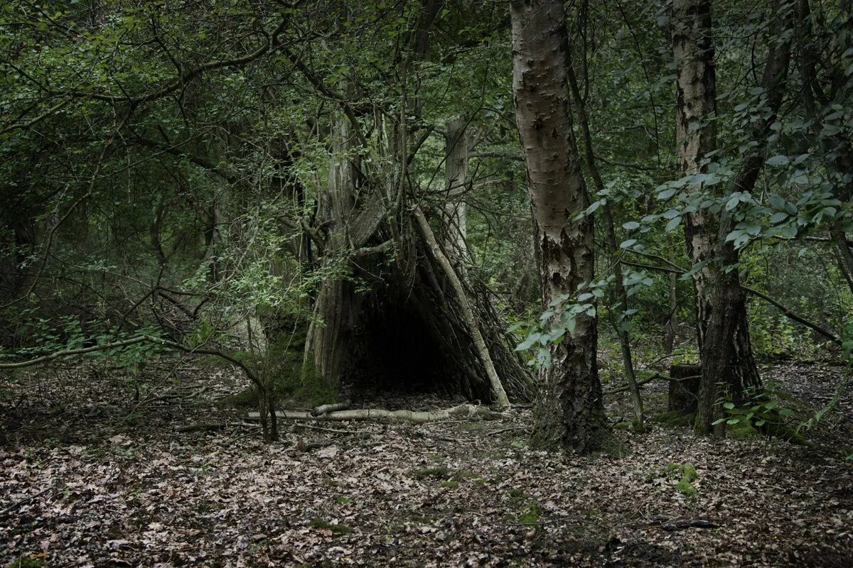Тайны леса слияния. Ведьмин лес, Девон. Ведьмин лес Девон Англия. Ведьмин лес Брянская область. Ведьмин лес Саратов.