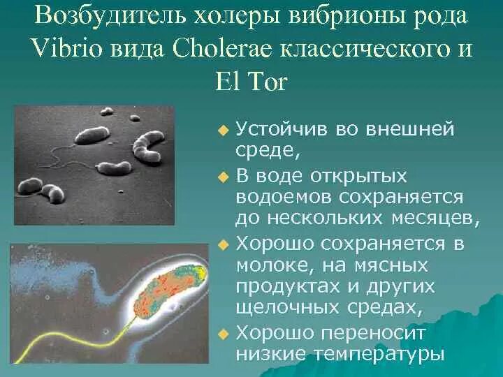 Есть ли холера. Холерный вибрион среда обитания. Холероподобный вибрион что это симптомы. Холерный вибрион возбудитель холеры.