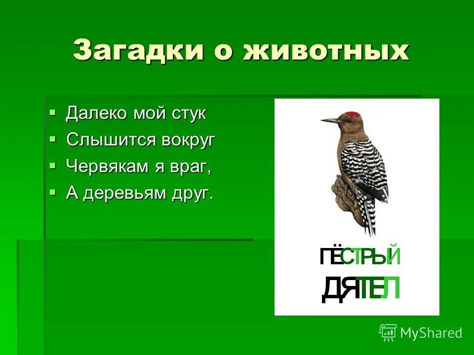 Далекий стучать. Далеко мой стук слышится вокруг червякам я враг а деревьям друг. Загадка червякам я враг а деревьям друг. Далеко мой стук слышится вокруг. Далеко вокруг слышится мой стук загадка.