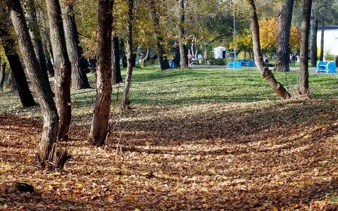 Роща оренбург