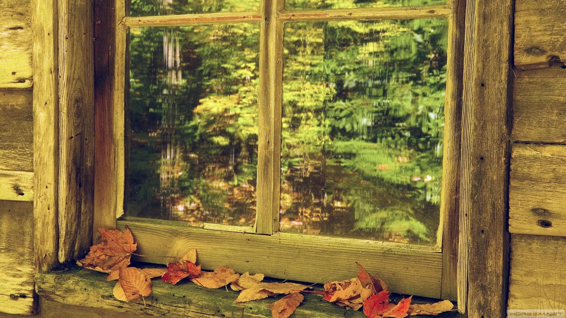 осенние листья на окна. окно осень. клён в окне. окно осень. листвы за окном.