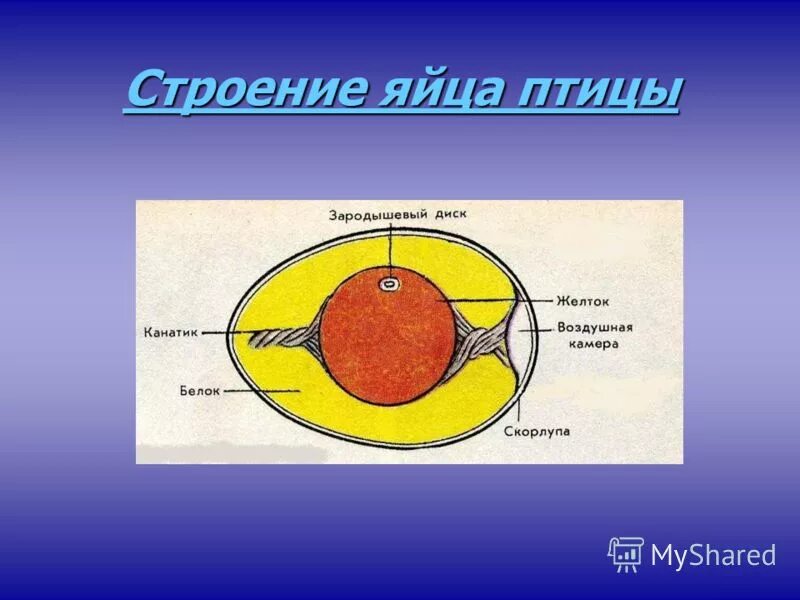 Опишите строение яйца птиц