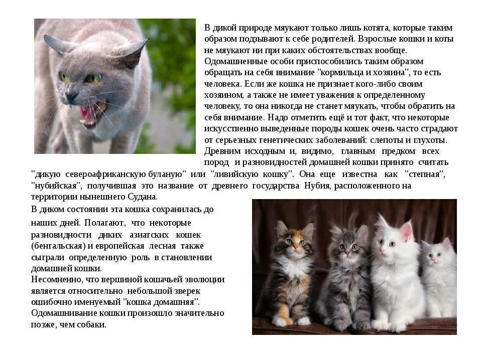 Она всегда была кошкой. Почему кот мяучит. Кот который не мяукает. Почему кот мяукает. Почему котята мяукают.