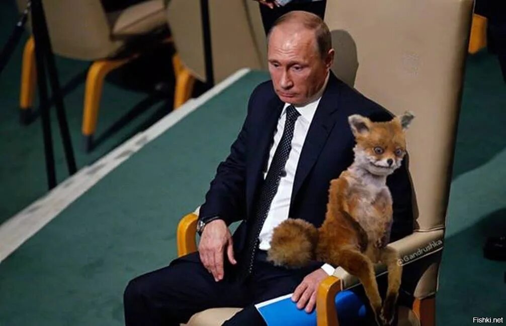 Пиздец крадется незаметно. Гибрид кота и кролика. Песец подкрался незаметно. Писец подкрался незаметно. Писец подкрался незаметно.