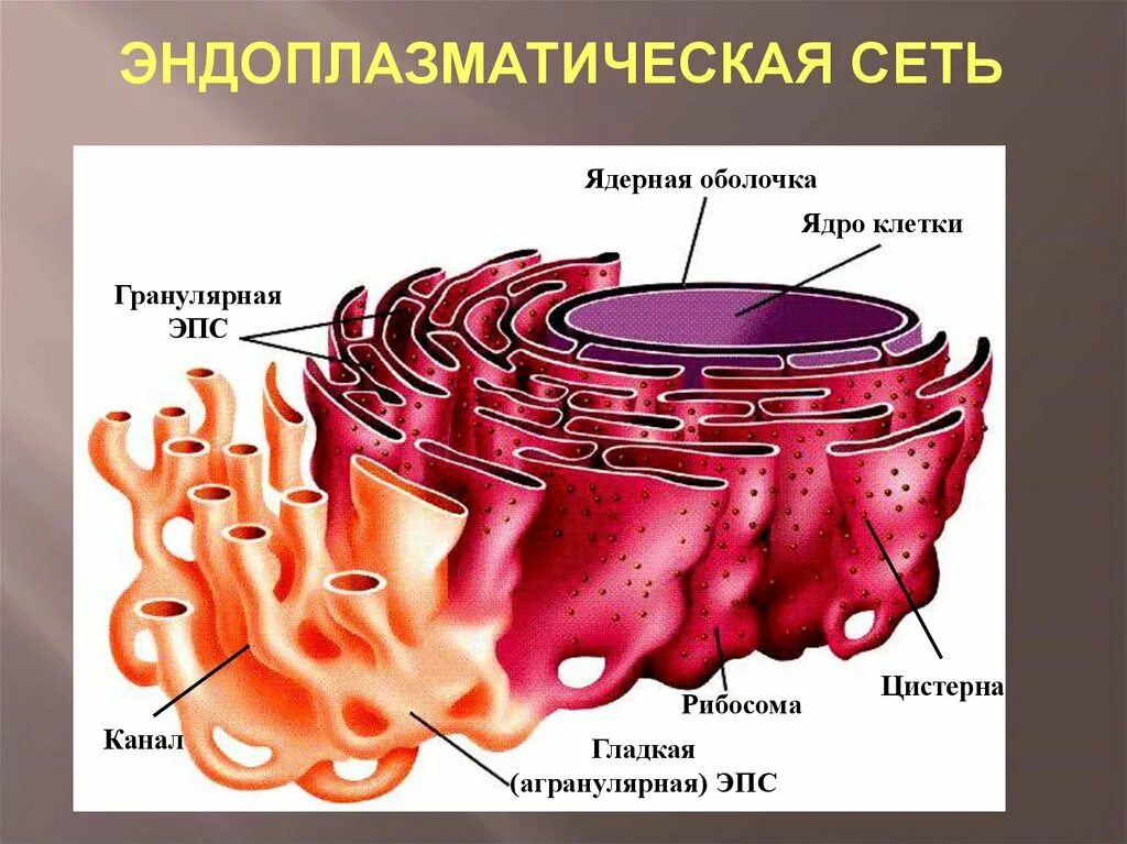 Шероховатая эпс участвует в синтезе. Гладкая эндоплазматическая сеть органоид. Эндоплазматическая сеть рисунок гладкая и шероховатая. Эндоплазматическая сеть гладкая ЭПС.