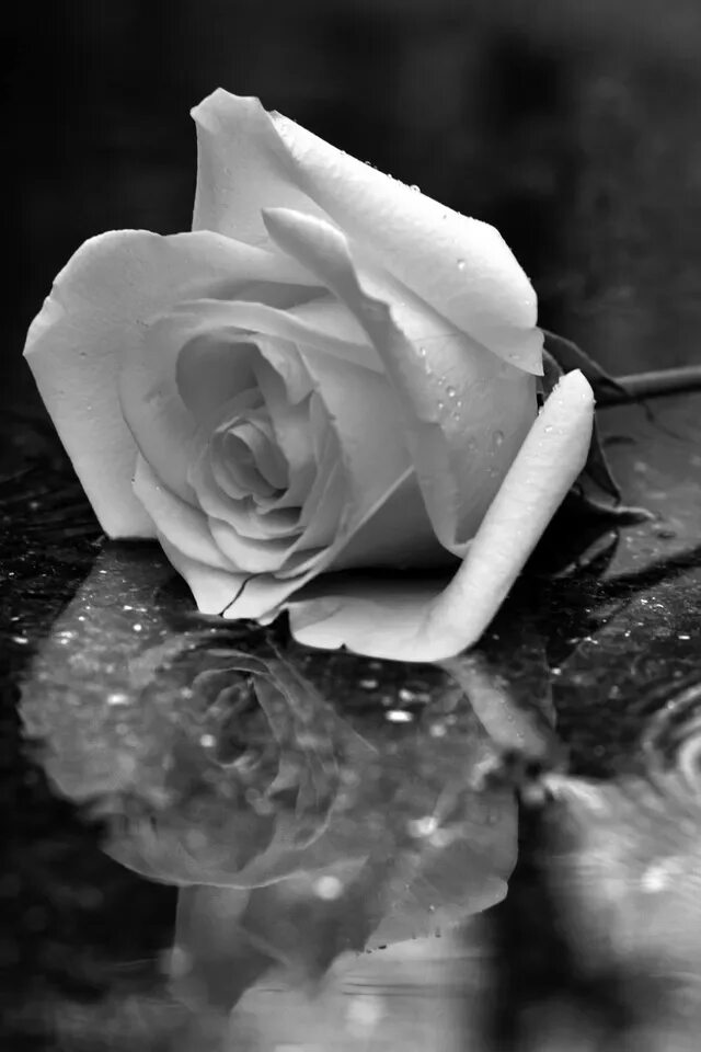 Цветы расставания. Белые розы.
