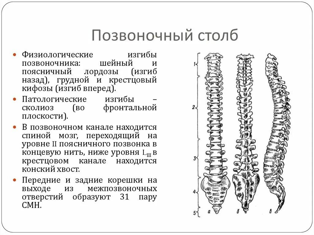 Позвоночный столб строение. Позвоночный столб и строение позвонка. отделы позвоночника топографическая анатомия. позвоночный столб топографическая анатомия. позвоночный столб схема сбоку сзади.