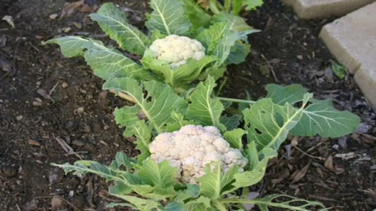 Когда сеять брокколи и цветную капусту. Капуста цветная Дачница. Cauliflower Plant. Рассада капуста цветная Дачница. Cauliflower растет.