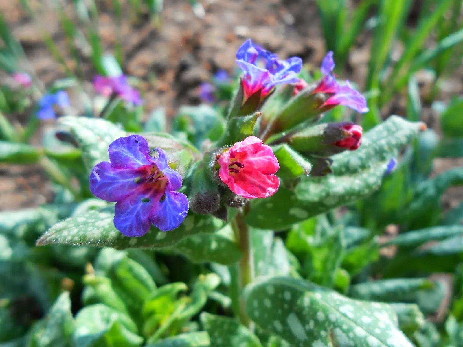 Медуница лечебные. Медуница трава. Медуница лекарственная (pulmonaria officinalis). Медуница цветок. Медуница цветок.