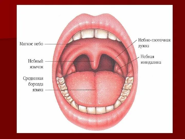 Язычок во рту как называется. Миндалины зева анатомия. Строение горла миндалины.
