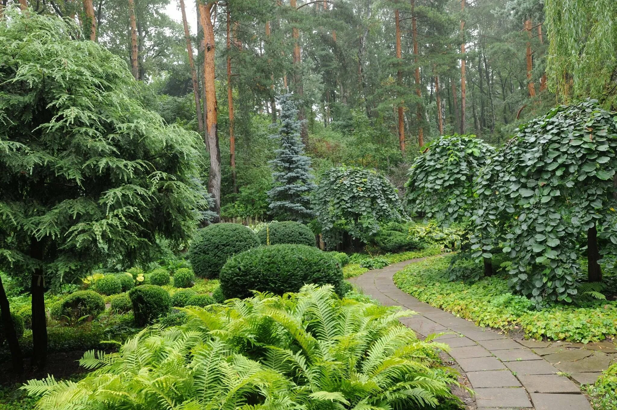 Тис Элегантиссима. Тенелюбивые хвойники. Тисс Хикси изгородь. Теневыносливые хвойные