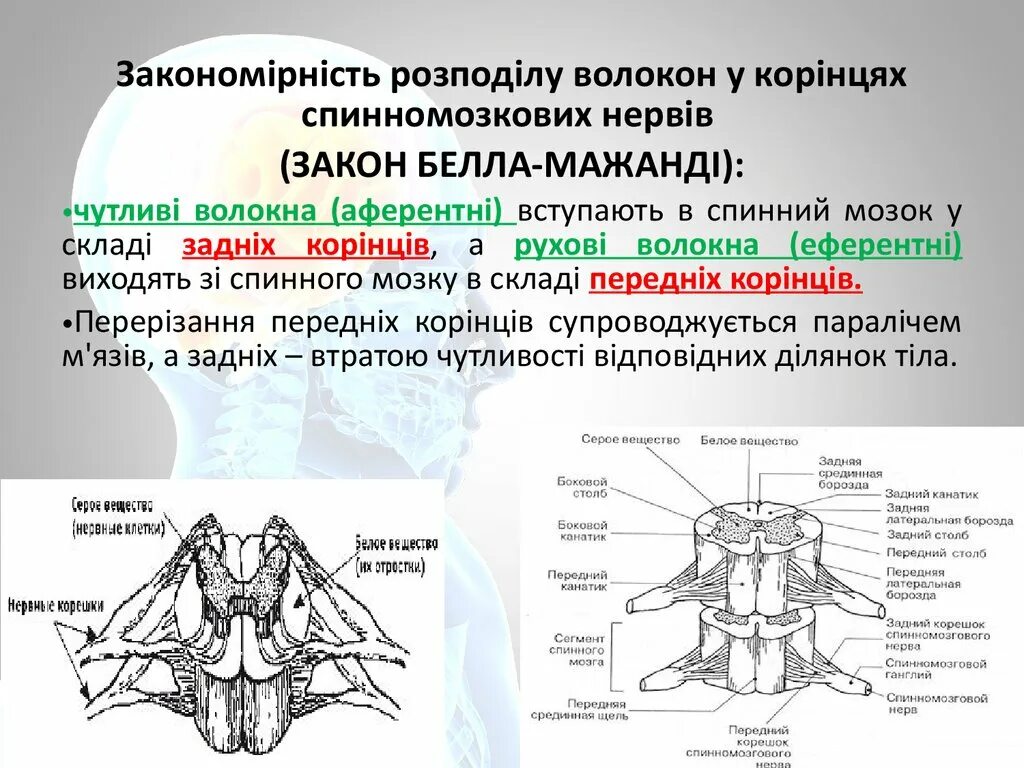 Передний столб спинного мозга. Передние латеральные борозды спинного мозга. Продольные борозды спинного мозга. Задняя латеральная борозда спинного мозга. Передние столбы серого вещества спинного мозга.