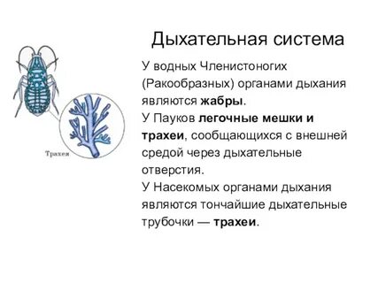 Трахеи членистоногих