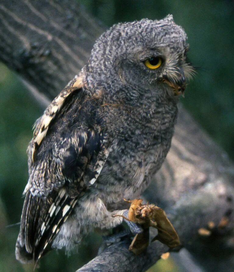 крупная совообразная птица. крупная совообразная птица. рыженогая неясыть. филин обыкновенный (bubo bubo). филин bubo bubo.