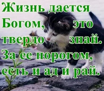 Живу даюсь