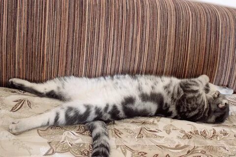 Шотландские кошки спят