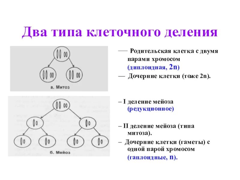 Типы деления клеток 3 типа. Диплоидная родительская клетка. Диплоидная родительская клетка с одной парой. Мейоз как цитологическая основа образования гамет.