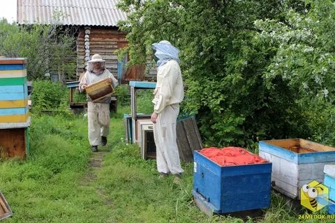 В деревне лимоновка открылась новая пасека