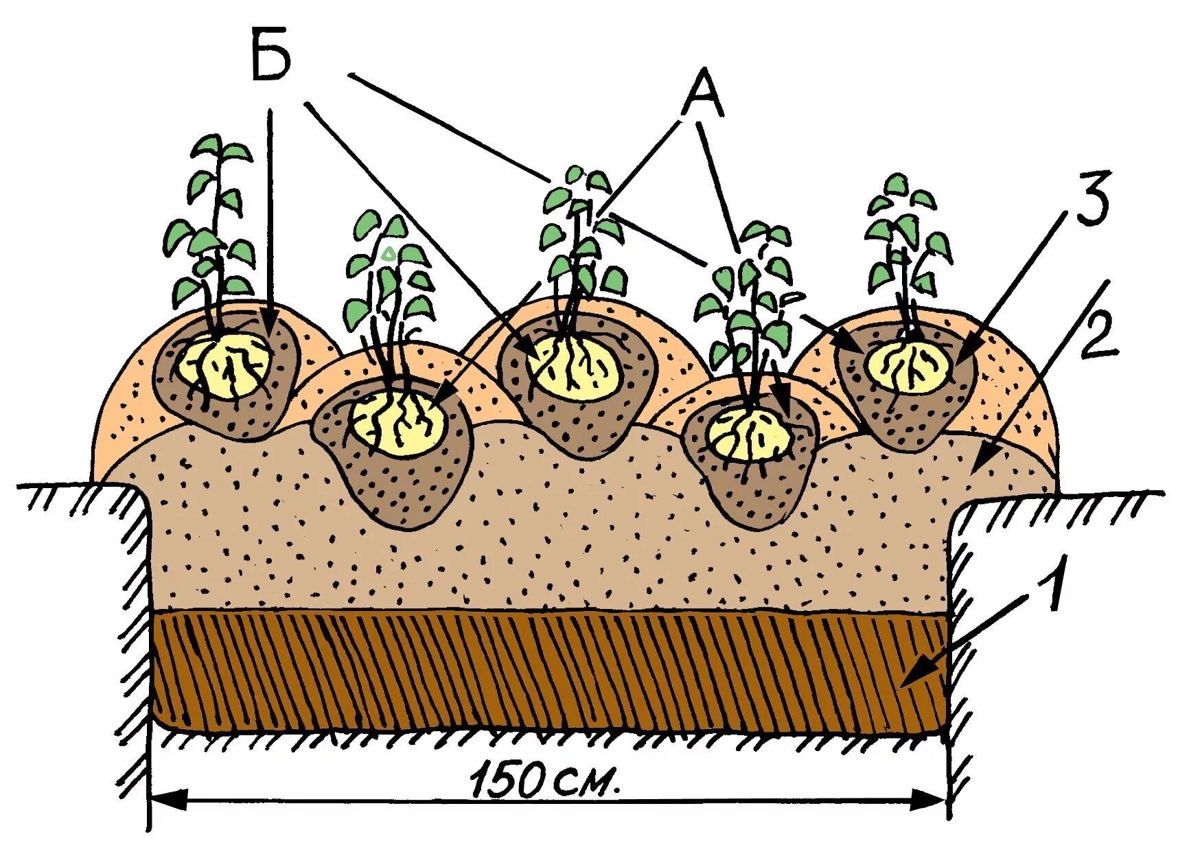 Схема посадки картофеля в гребни. Траншейный метод посадки картофеля. Технология посадки картошки. Посадка картофеля в гряды схема. Способы высадки