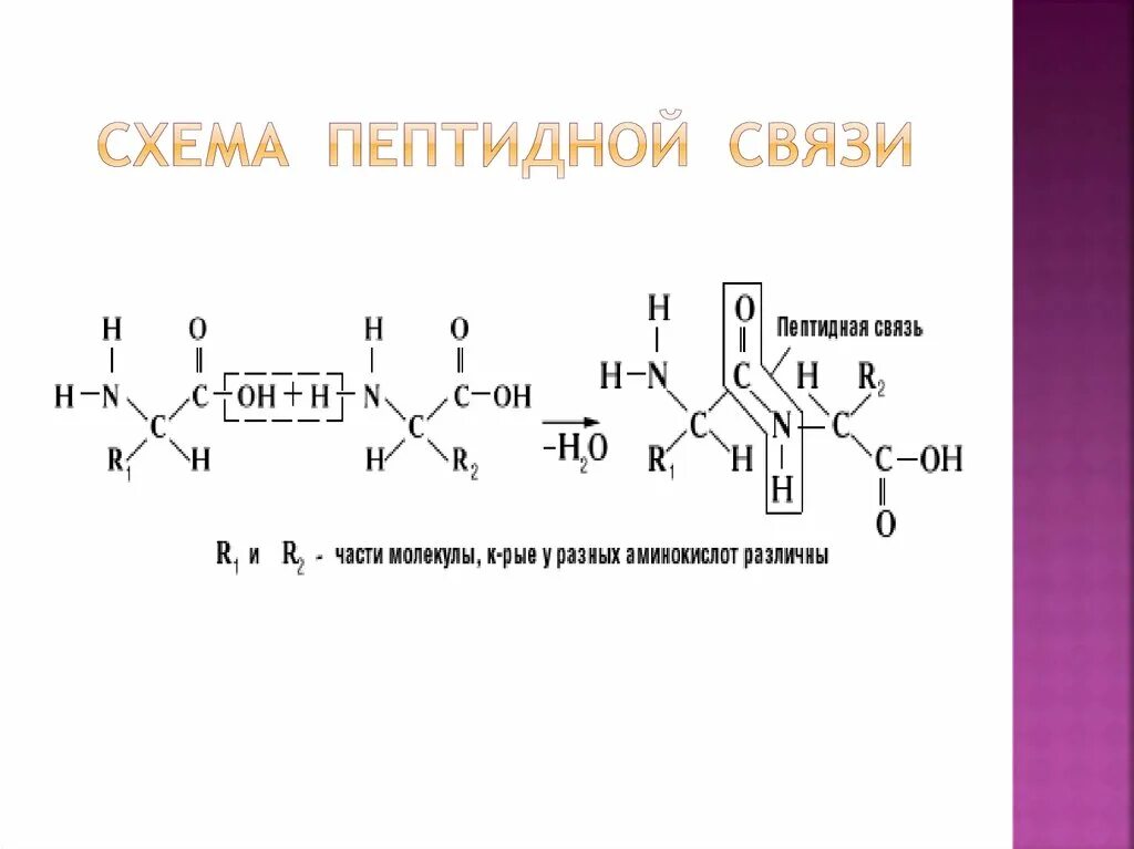 Пептидные связи есть в. Пептидная связь формула. Схема образования пептидной связи. Пептидная и амидная связь. Схема образования пептидной связи в молекуле белка.