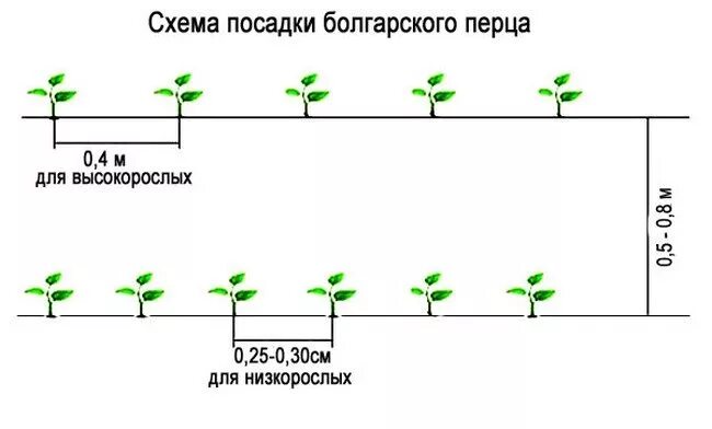 Через какое расстояние сажать помидоры в теплице. Схема высадки рассады перца болгарского. Схема высадки рассады перца в теплицу. Схема посадки сладкого перца в теплице из поликарбоната. Схема посадки рассады перца в теплице.