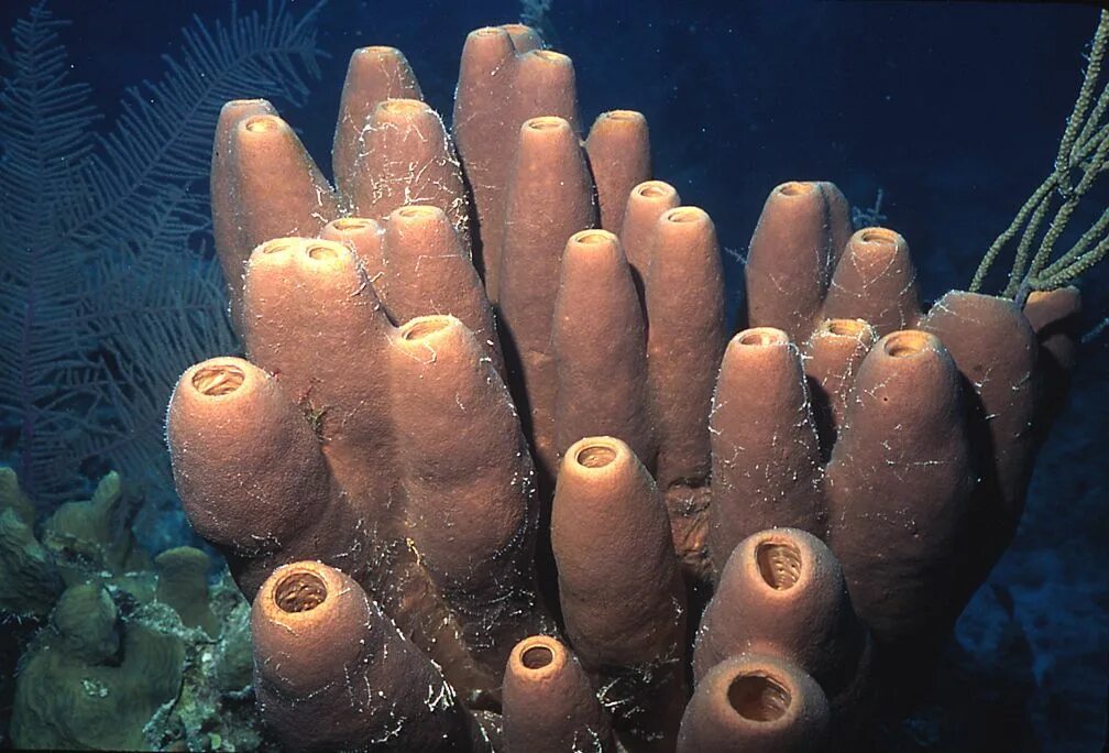 Трубчатый моллюск. Губки (лат. Porifera, Spongia). Трубчатые кораллы. Морская губка. Трубчатая губка.