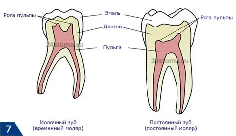 Чем отличаются зубы