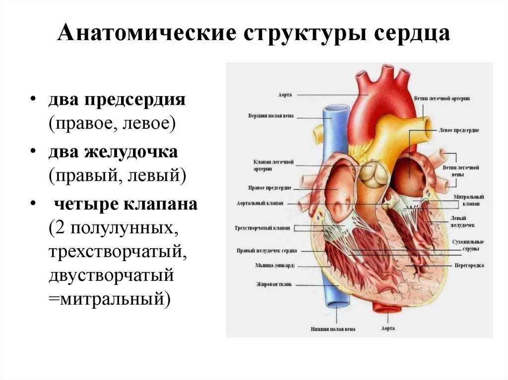 Правое предсердие аорта левый желудочек легкие левое. Строение сердца физиология. Анатомическое строение сердца физиология. Сердце анатомия строение предсердия желудочки. Строение сердца левый желудочек левое предсердие.