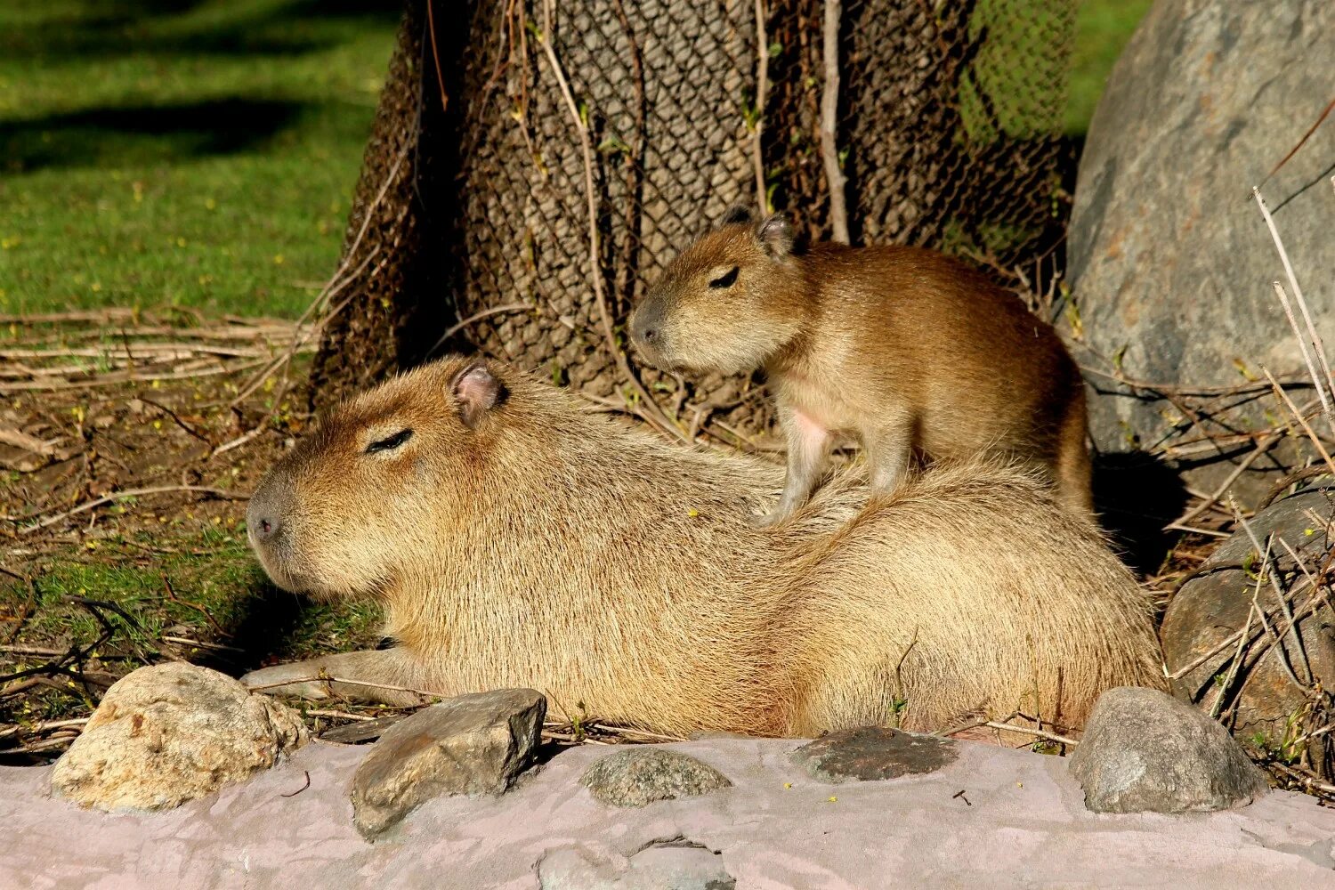капибары в московском зоопарке. ленинградский зоопарк капибара. мертвая капибара. капибары берлин зоопарк. московский зоопарк тапибар.