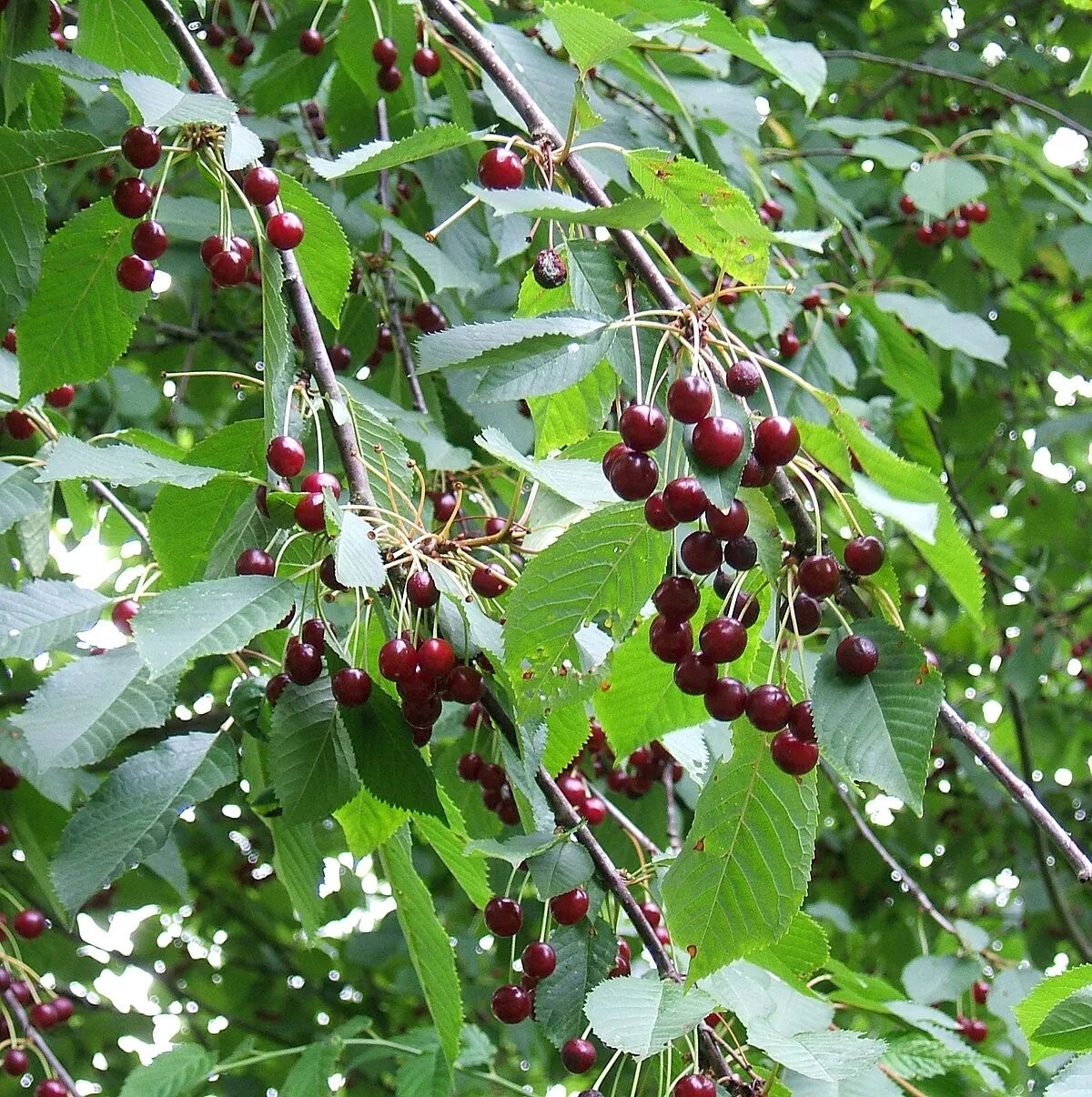 2 WILD BLACK CHERRY Trees 1 Live Plants Prunus Serotina Edible Berry Fruit Tree 