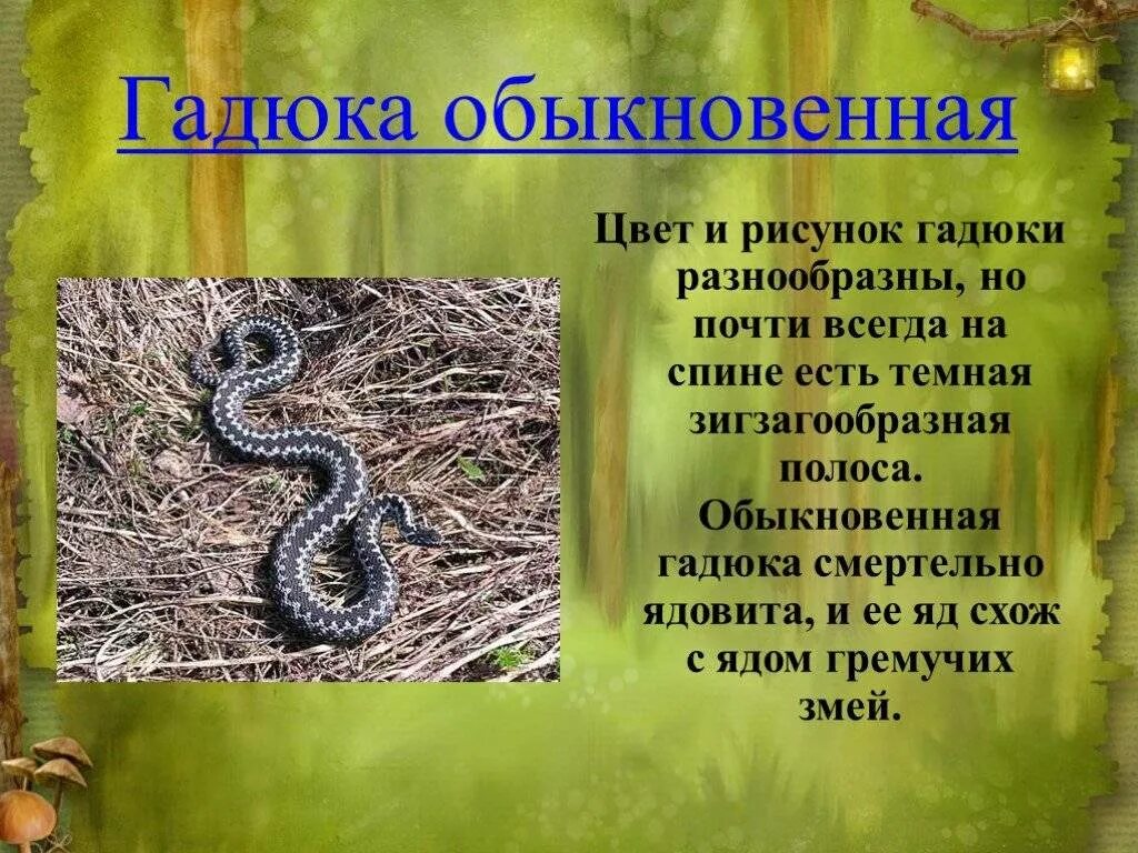 Гадюка презентация. Гадюка краткое описание. Обыкновенная гадюка ядовитые животные. Ядовитые змеи гадюка. Змеи 3 класс.