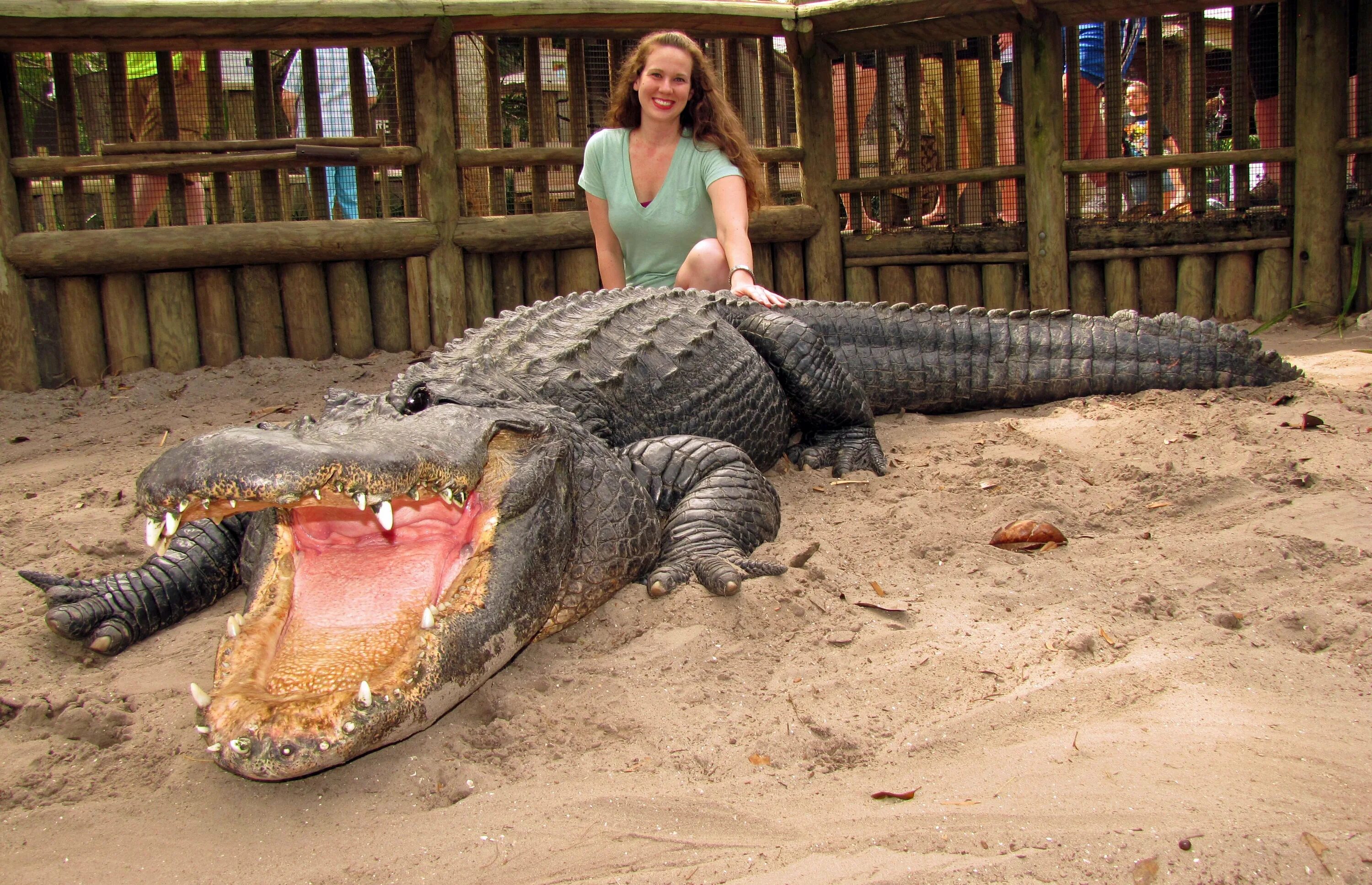Большая крокодила где послушать. Домашние крокодилы. Самый большой крокодил. Крокодилы домашние животные.