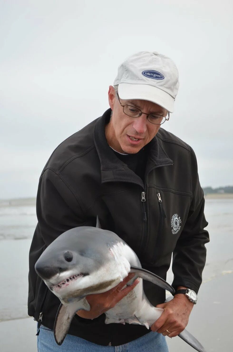 Акула акуленок. Акула акуленок. Австралийская длиннорылая акула. Белая акула carcharodon carcharias. Карликовая колючая акула.