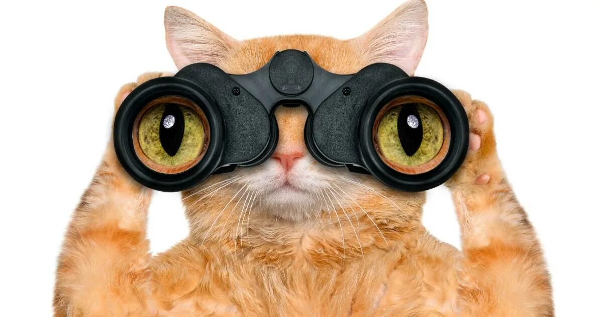 Сайты которые следят