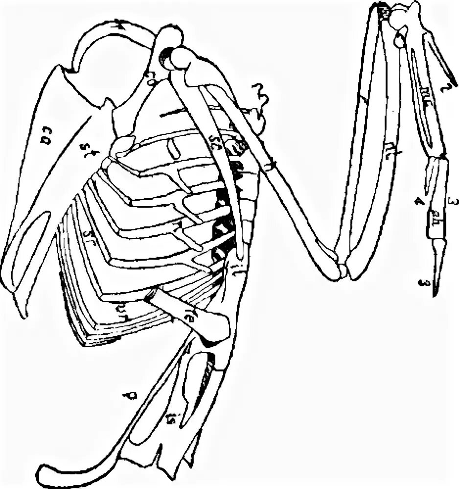 Скелет птицы грудная клетка. Скелет туловища птицы. Строение грудной клетки птиц. Строение грудины у птиц.