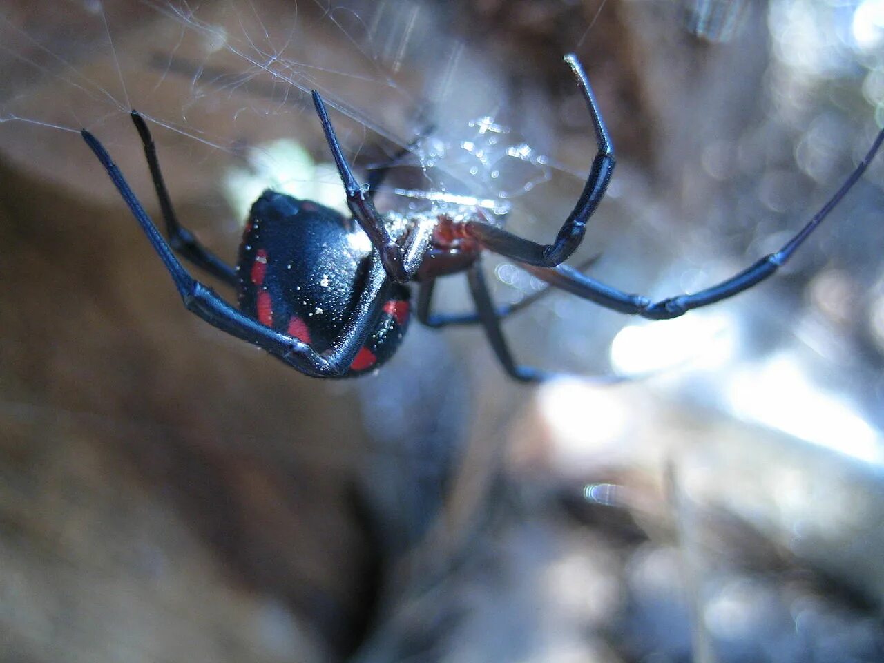 Рост каракурт. Астраханский паук Каракурт. Каракурт (Latrodectus tredecimguttatus). Австралийский красноспинный паук. Самый опасный паук в мире Каракурт.