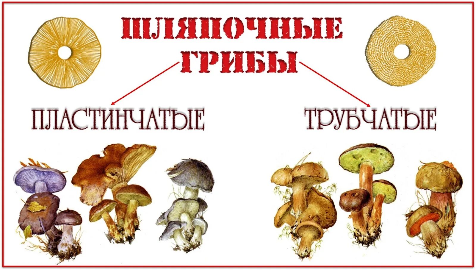 Различие пластичных грибов и трубчатых грибов. Трубчатые и пластинчатые грибы схема. Строение пластинчатого гриба. Шляпочные грибы трубчатые и пластинчатые. Пластинчатые грибы схема.