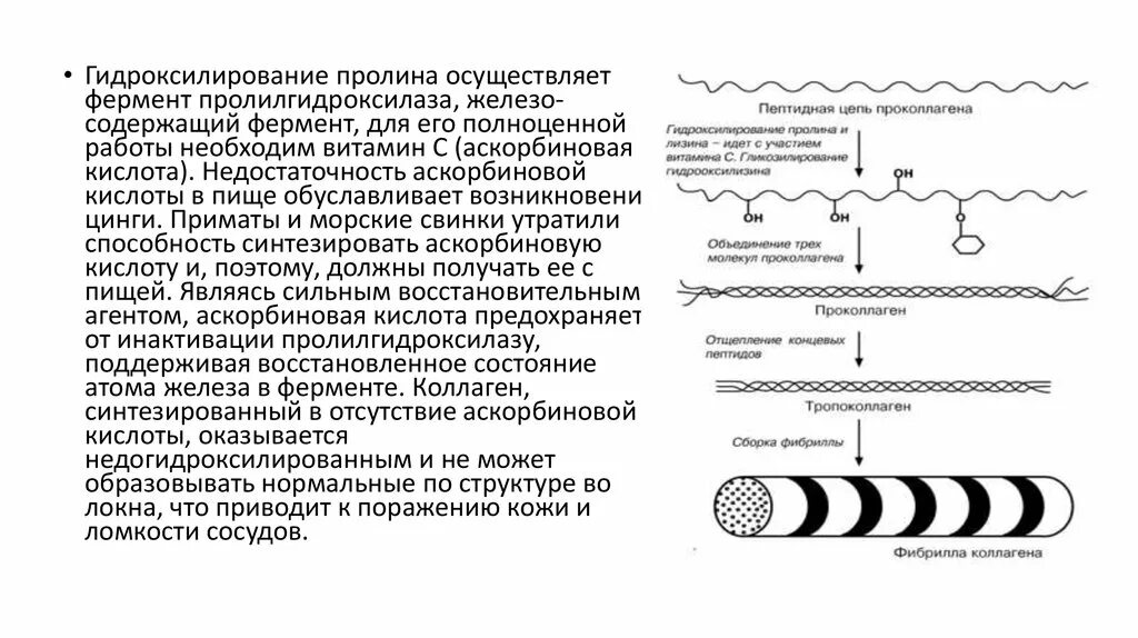 Структура белка тест. Гидроксилирование пролина фермент. Гидроксилирование пролина и лизина реакция. Гидроксилирование пролина и лизина в коллагене реакции. Гилроксмлирование пролизина.