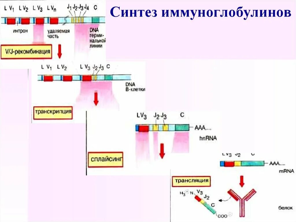 Иммуноглобулины синтезируются