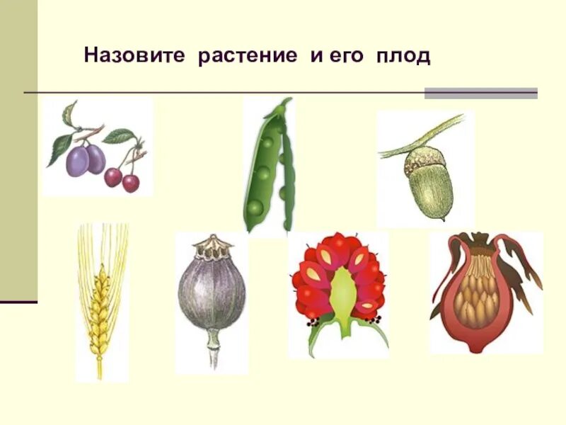 Тест по биологии плоды тема плоды. Тип плода у растений 6 класс биология. Плоды биология 6 класс. Плоды 6 класс биология задания. Сухие плоды цветковых растений.