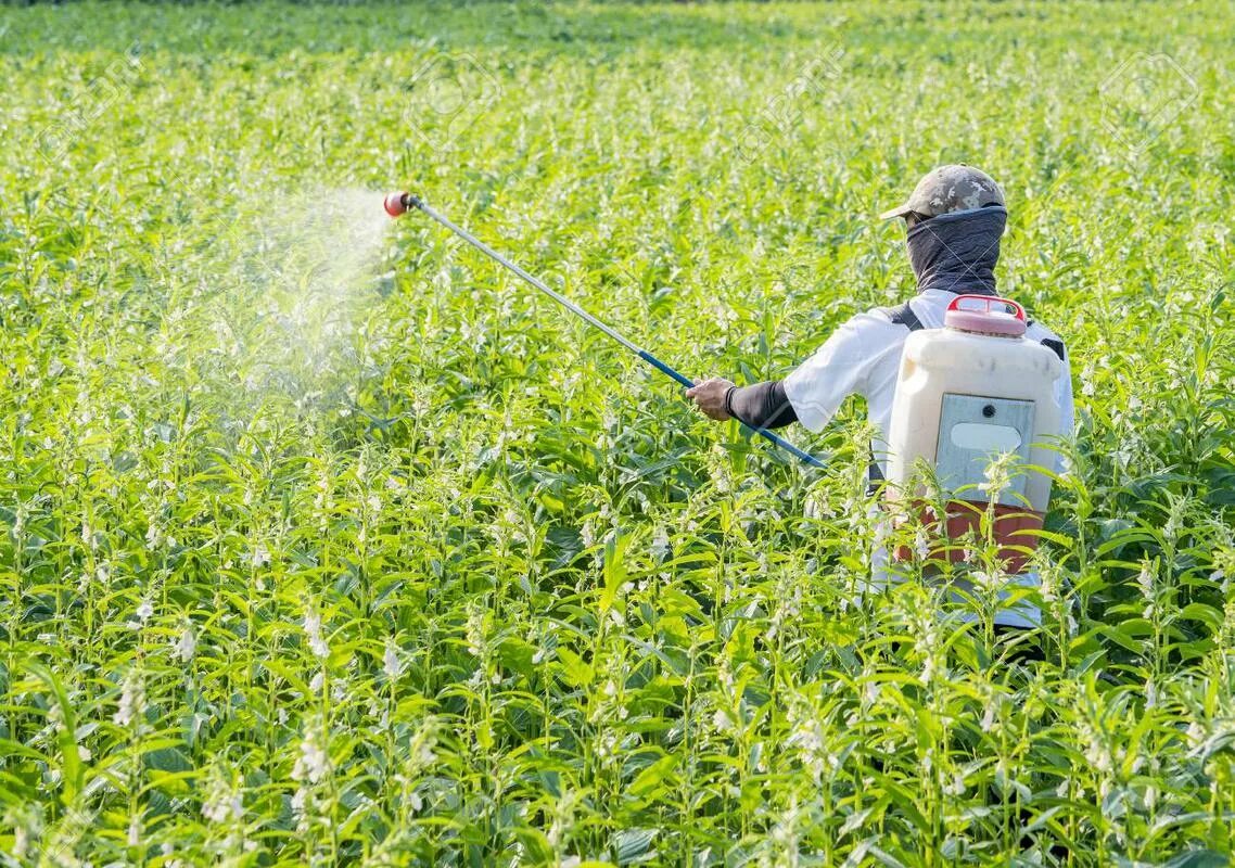 Химикаты в сельском хозяйстве. Афициды. Мужик распыляет пестициды. Китайский пестицид и фермер. В результате длительного применения ядохимикатов на полях