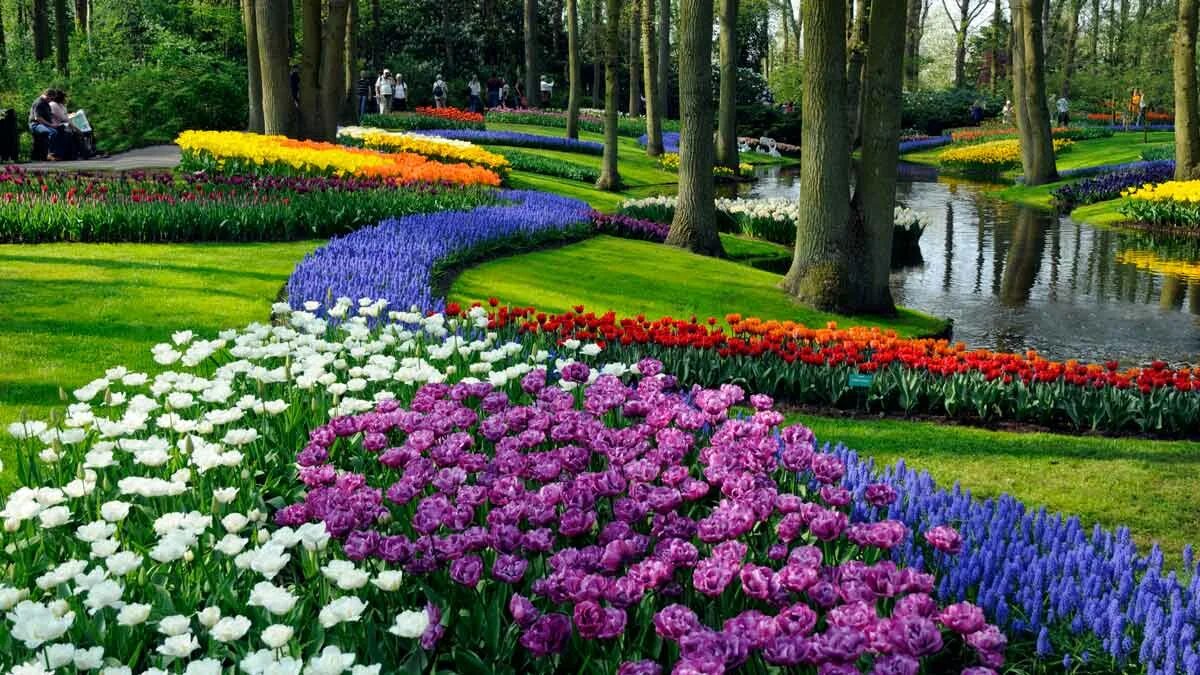 Видео сада с цветами. Keukenhof Gardens Нидерланды. Королевский парк тюльпанов кёкенхоф. Парк «Кекенхоф» (Keukenhof) летом. Парк кёкенхоф, Лиссе, Голландия.