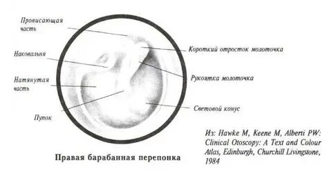 Наружное ухо перепонка овального