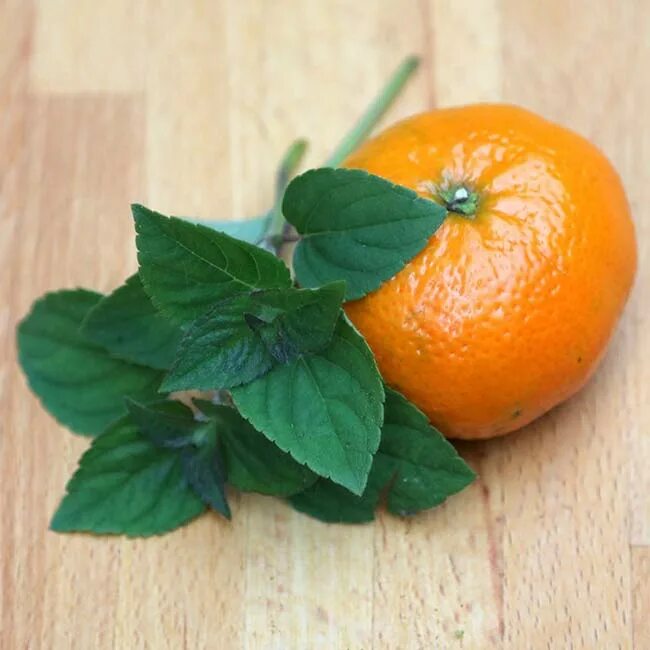 Mint 'Orange Bergamot' (Mentha x piperita citrata syn. 'Orange') Mint seeds, Per