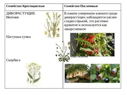 Семейство крестоцветные и пасленовые