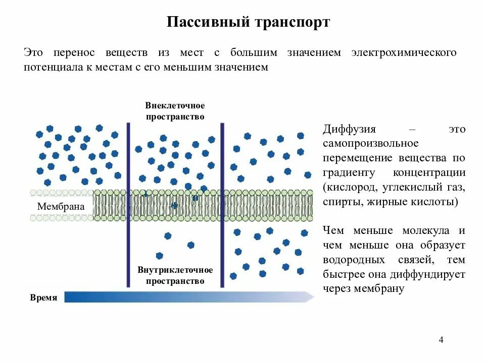 Диффузия клетки. Осмос пассивный транспорт схема. осмос механизм транспорта через мембрану. осмос через цитоплазматическую мембрану. простая и облегченная диффузия осмос.