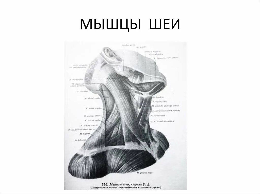 Мышцы шеи анатомия с подписями. Мышцы шеи рисунок. Мышцы шеи баммес. Мышцы шеи пластическая анатомия баммес. Поверхностные мышцы шеи вид сзади.