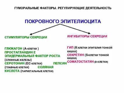 Система покровных органов человека функции