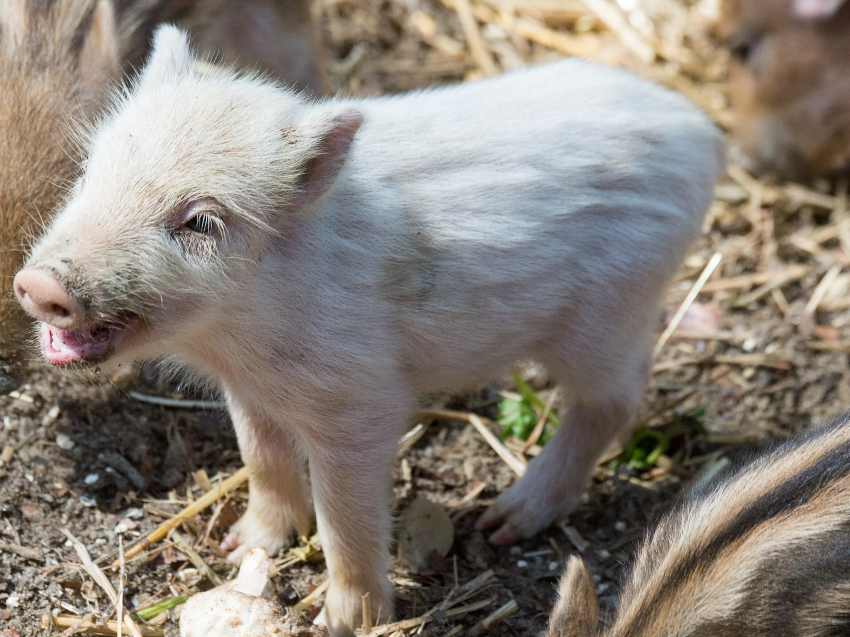Pig looking